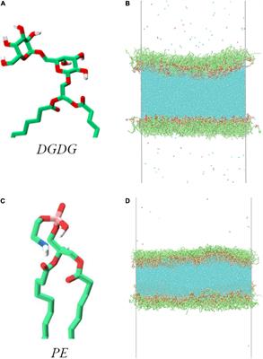 Dynamic Surface Tension Enhances the Stability of Nanobubbles in Xylem Sap